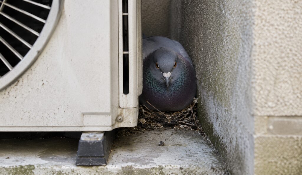 室外機の狭い隙間にすっぽりと収まり、こちらを睨みつける鳩の写真