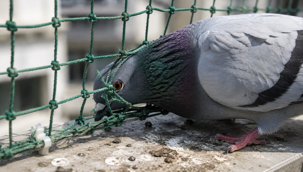 設置された防鳥ネットの隙間に頭を突っ込んで侵入しようとする鳩のアップ写真